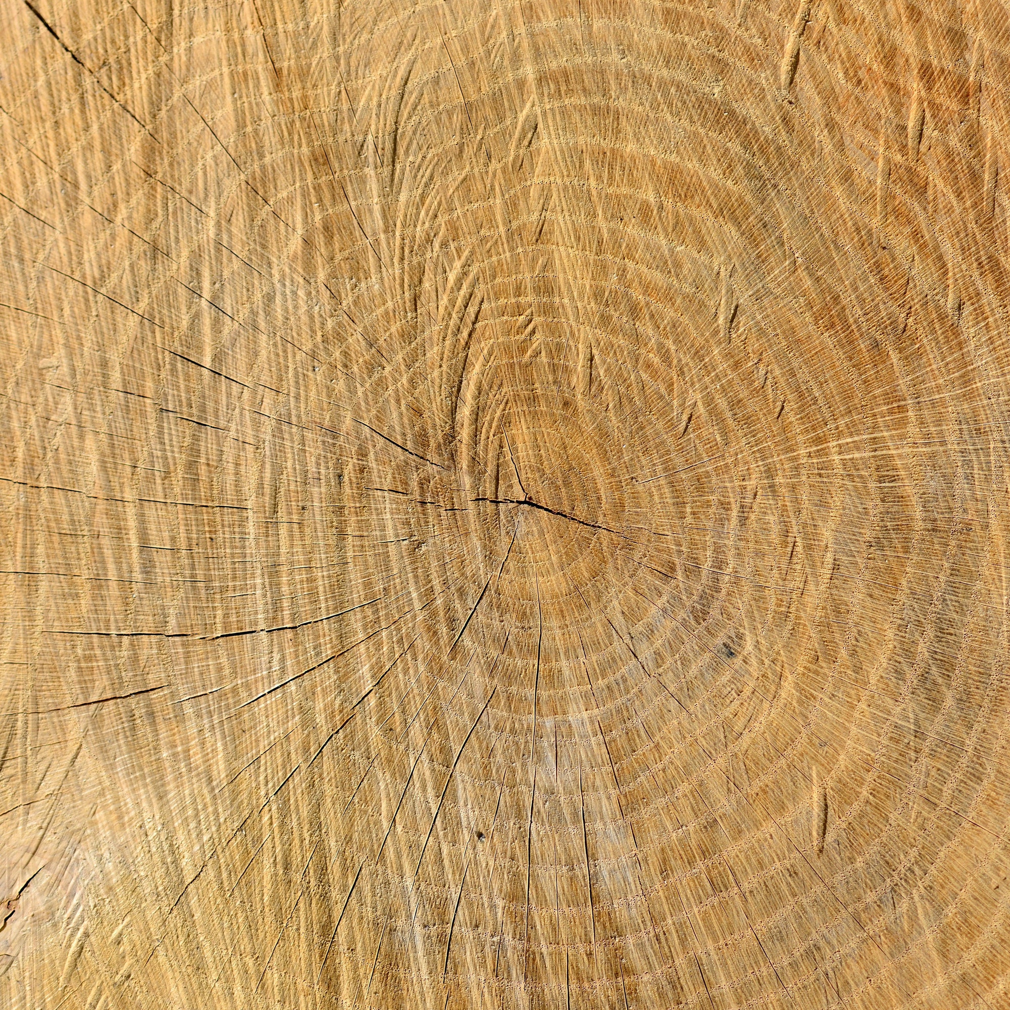 Wood texture of tree stump with cracks in brown tone for backgro